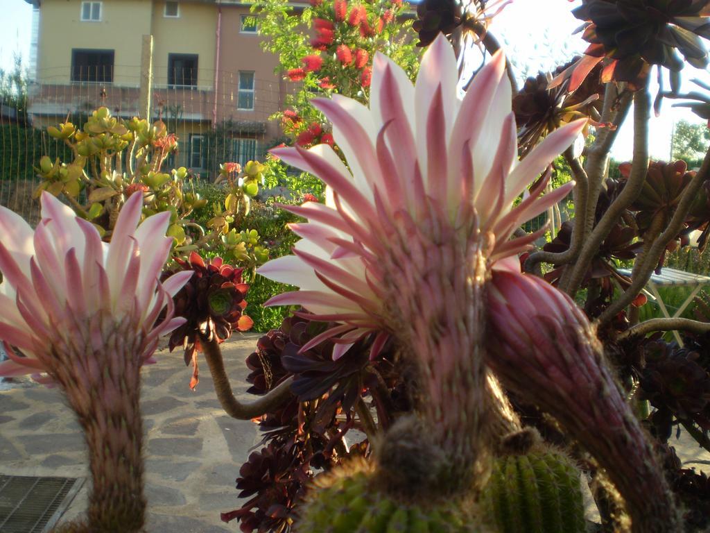 مبيت وإفطار Marrùbiu Il Giardino Di Emilio المظهر الخارجي الصورة